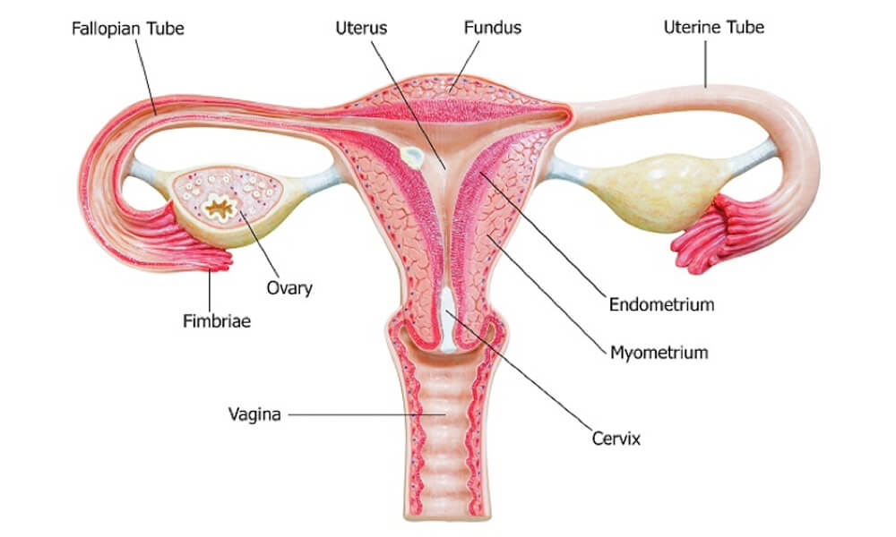 Leucorrhoea 